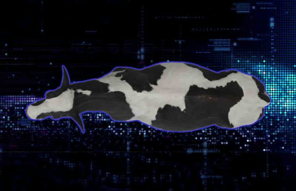 Google AR Cow