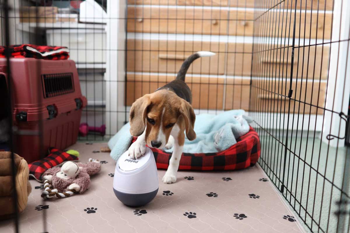 puppod smart toy