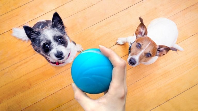 Wicked Ball Review – The Dog Ball To Rule Them All? Wicked Ball Review